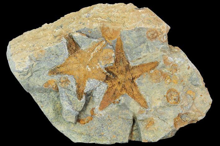 Starfish (Petraster?) Fossil Multiple Plate - Ordovician #100082